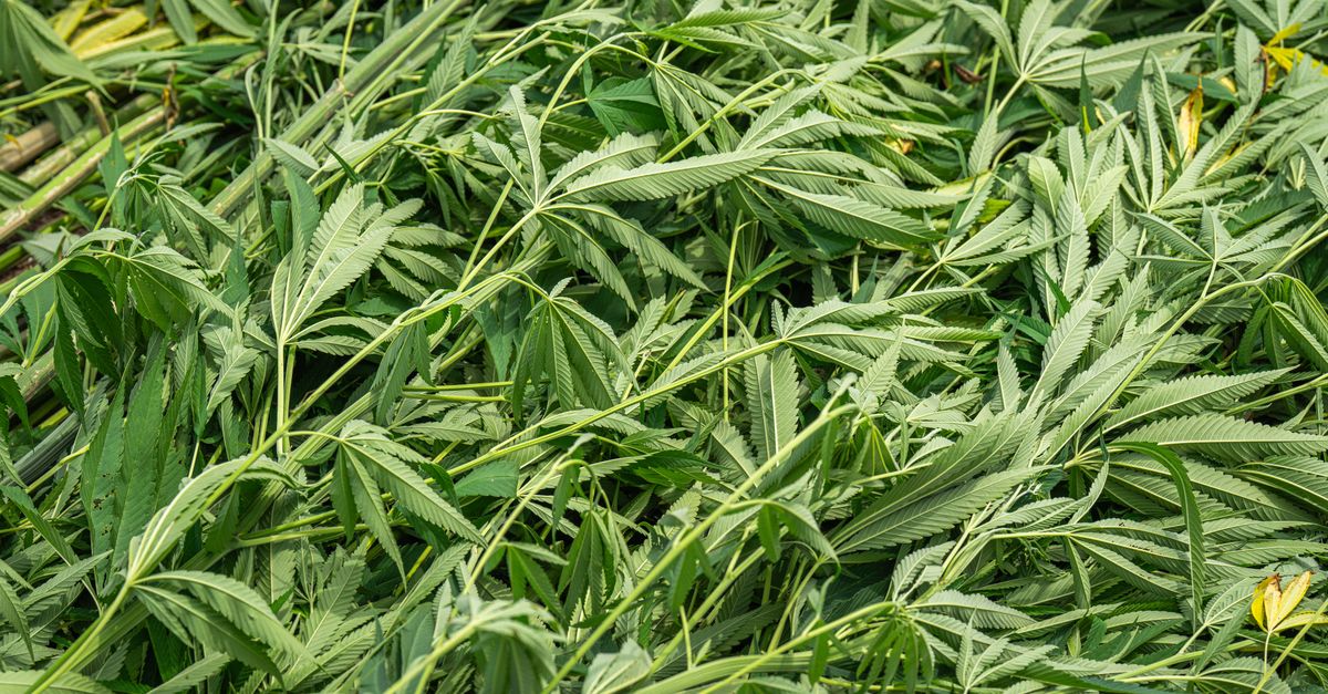 High-quality freshly harvested hemp leaves ideal for industrial applications and natural product production.